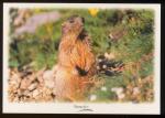 CPM  Faune Animaux  Marmotte