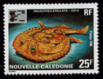 Nouvelle-Caldonie - Y&T 710 - neuf - poisson chauve sourie minipizza