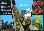 Fleurs des Alpes autrichiennes : gentiane, edelweiss, rose alpine & primevre 
