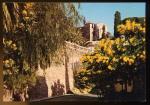 CPM  Cte d'Azur Mimosas et ancienne Chapelle