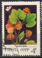 URSS N 4887 o Y&T 1982 Fleurs et baies (Faux murier)