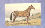CPA  : cheval ( dition Stehli ) n 145