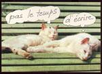 Cartes Postales  Animaux Chats