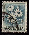 Australie - oblitr - fleur de flanelle