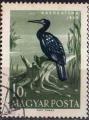 Hongrie 1959 - Oiseau chassier : cormoran, 10 f - YT 1287 