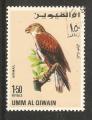 Umm al-Qiwain - X10  bird / oiseau