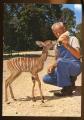 CPM anime neuve Suisse BASEL Zoologischer Garten Kleiner Kudu, BALE le Zoo Petit Koudou nourri au biberon