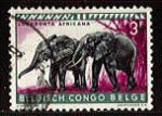 Congo Belge - oblitr - lphant