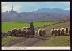CPM Isral BETHLEHEM  Shepherd's Field  BETHLEEM Le Champ des Bergers Moutons