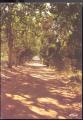 CPM  anime  LE DE PORQUEROLLES  Le Chemin de la Courtade et les Eucalyptus