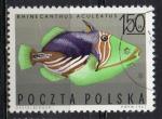 POLOGNE N 1603 o Y&T  1967 Poissons exotiques (Rhinecanthus acueleatus)