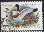 URSS N 5641 o Y&T 1989 faune canards (Tadorna tadorna)