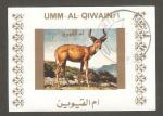 Umm al-Qiwain - X6 Deer / cerf