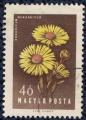 Hongrie 1958 Oblitr Used Fleurs Doronicum Hungaricum Doronic du Caucase SU