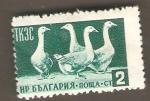 Bulgaria - Scott 882 mint   bird / oiseau