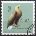 POLOGNE N 1075 o Y&T 1960 Oiseaux (Pygargue  queue blanche)