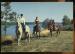 CPM anime 58 LES SETTONS Promenades  cheval autour du lac Equitation