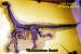 Carte postale,  Jurassic Dinosaurus, Cathetosaurus lewisi