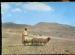  CPM neuve anime Ethiopie Scne des Hauts Plateaux Moutons