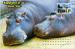 Carte postale, animaux, Hippopotames by Zoo, Belgrade