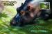 Carte postale, animaux, Hippopotames by Zoo, Bangalore