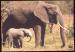 CPM  WWF  Elphants d'Afrique