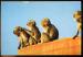 CPM Faune Animaux  SINGES  Famille de macaques .. ciel ouvert , h t'as vu l'avion?
