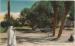 MAROC CPA  Scnes et types Palmiers dans Oasis 2 scans (anime)