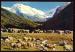 CPM  Les Alpes Pittoresques  Paysage pastoral  animaux Moutons  Agneau  Troupeau