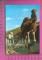 CPM  ESPAGNE, CANARIAS, TENERIFE : Arando con Camello