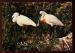 CPM  80 RUE Parc Ornithologique du Marquenterre Spatules blanches