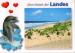 Landes (40) - Cte landaise, dauphin - 2006