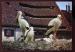 CPM Oiseaux Cigognes et Cigogneaux d'Alsace au nid