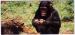 Carte Nestl Merveilles du Monde - Le chimpanz n 411