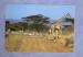 CP Kenya : Girafe et zbres