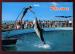 CPM anime neuve Italie RICCIONE Aquarium Dauphin 