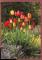 CPM neuve Flore Fleurs Tulipe des Jardins ( Tulipa gesneriana )