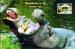 Carte postale, animaux, Hippopotames by Zoo, Alexandria