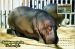 Carte postale, animaux, Hippopotames by Zoo, Barcelona