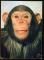 CPM Faune Animaux  SINGES  et Singeries  Chimpanz
