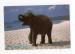 Carte postale Thailande : young elephant