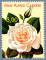 Timbre de 1999 Congrs mondial des roses anciennes Rose Mme Alfred Carrire