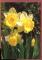 CPM neuve Flore Fleurs Narcisse ( Narcissus pseudonarcissus )