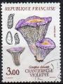 YT N 2489 - Champignons - Chanterelle violette