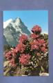 CPM : Rhododendron ferrugineux ( Rhododendron Ferrugineum L. )