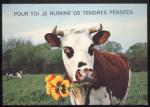 CPM Humoristique Animaux Vaches
