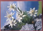 CPM neuve Flore Fleurs Etoile des Alpes Edelweiss