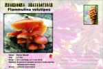 Vignette de fantaisie, Mushrooms Encyclopedia, Flammulina velutipes