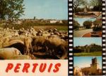 PERTUIS (84) - Multi-vues, vue gnerale et troupeau de moutons, 1983