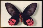 CPM  Faune Animaux  Papillon  Papilio Horihanus  ( Formose )